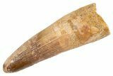 Fossil Spinosaurus Tooth - Real Dinosaur Tooth #305787-1